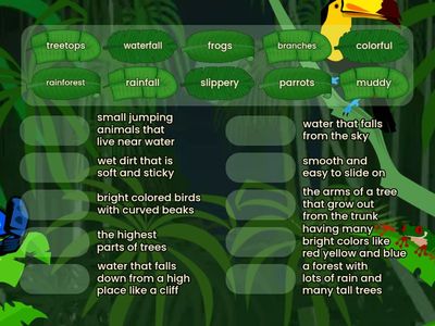 1 - Rainforest - Match Words & Definitions
