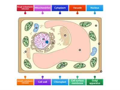 Diagram of a plant cell (level 1) [Pure Bio]