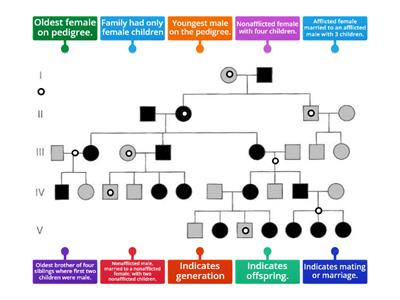 Pedigree Chart Identification