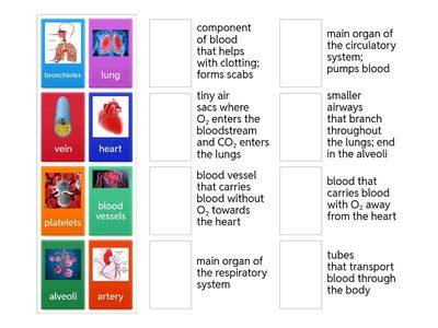 Circulatory and Respiratory System Organs