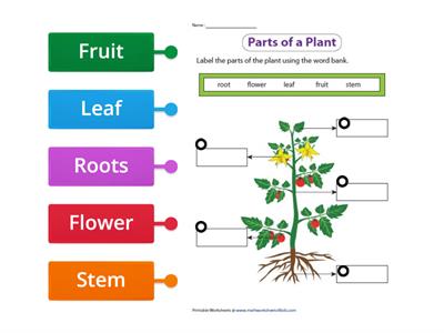 Parts of a Plant