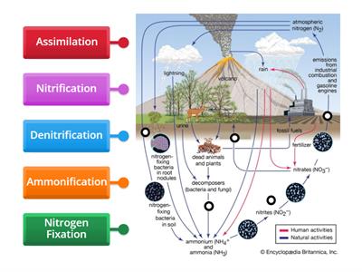 Nitrogen Cycle B