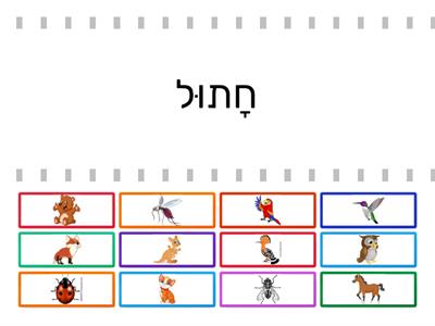 בעלי חיים שורוק קובוץ1