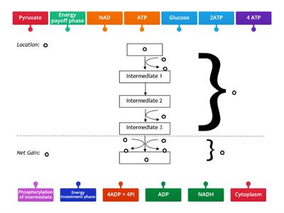 2.2 Glycolysis