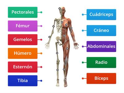 Huesos y Músculos