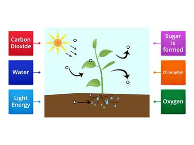 Photosynthesis Diagram