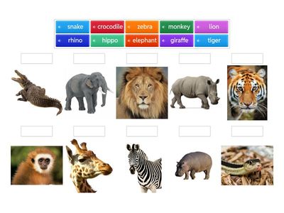 Mr. Figueroa - Kindergarten - Wild Animals vocabulary