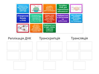 Реплікація, транскрипція, трансляція