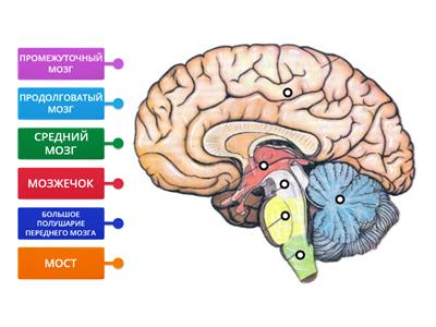 Головной мозг отделы