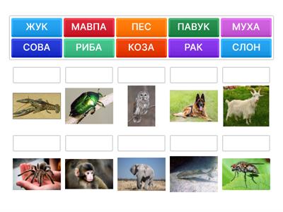 Навчання грамоти 