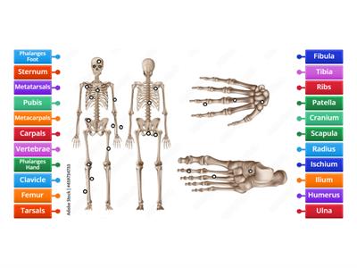 Skeletal System- Bones