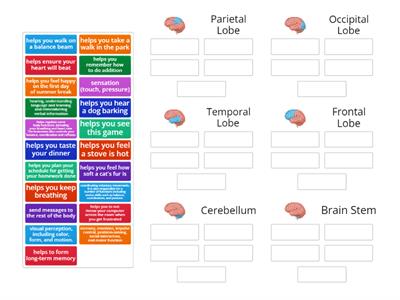 Parts of the Brain & Their Functions