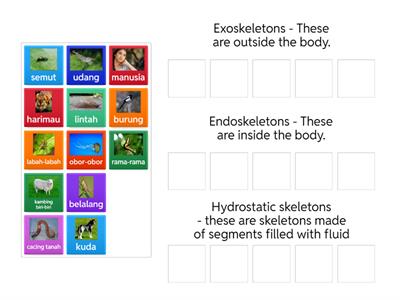 Rangka luar, rangka dalam atau rangka hidrostatik?