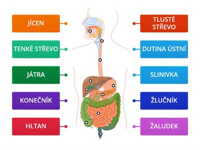  Trávicí soustava - 5. ročník, diagram