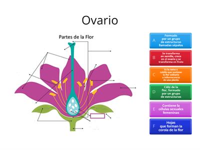  4° Grado Las partes de la Flor Concepto