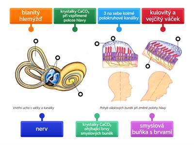 Př-9 SMYSLY (rovnovážné ústrojí, poloha hlavy)