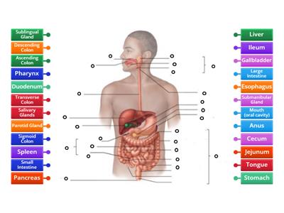 Digestive System