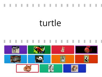 T5B 3.10 &11 Animals. Find the match.