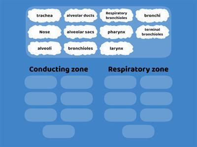 C05. Respira. Sys (2) - Anatomy