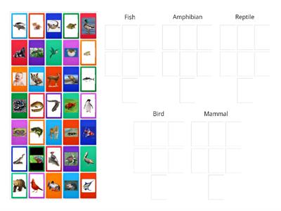 Animal Classification Group Sort