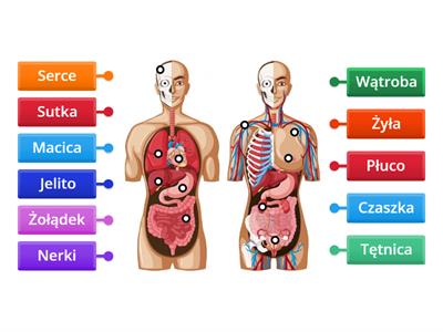 Ciało i narządy