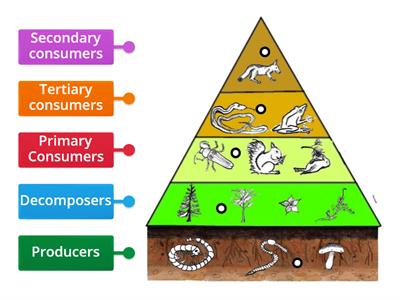 Trophic Levels