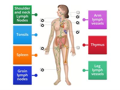 C11. Lymphatic Sys - identify