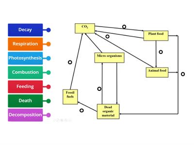 Carbon Cycle Leaving Cert Biology