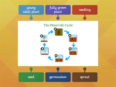 The Plant Life Cycle