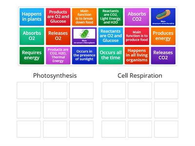 Photosynthesis vs. Cell Respiration-Group Sort