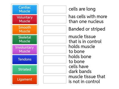 Muscular System functions