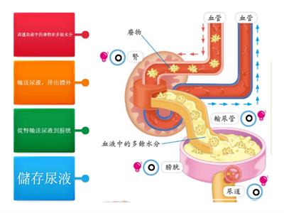 P5常_第4冊第2課_泌尿系統_4配對功能