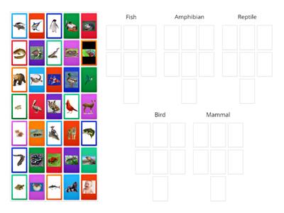 Animal Classification Group Sort