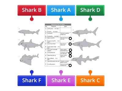 Shark Dichotomous Key