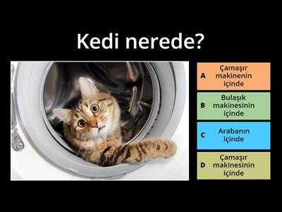 Kedi Nerede?