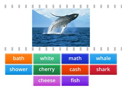 Digraphs (sh, ch, th, wh)