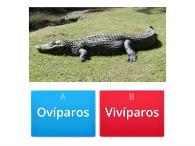  Animais Ovíparos e Vivíparos