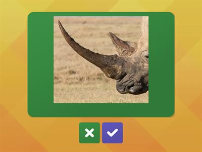 Окружающий мир 