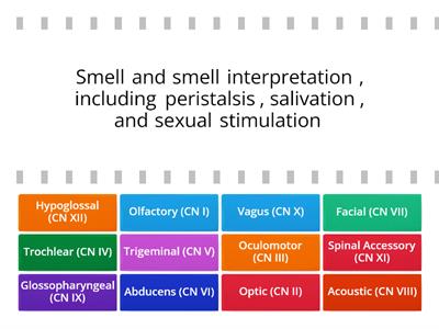 Cranial Nerve Function