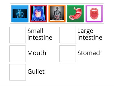 Organs in Digestive System