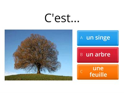 Qu'est-ce que tu vois sur les images? (lexique: nature, environnement)