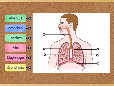 Respiratory System - Label the Diagram