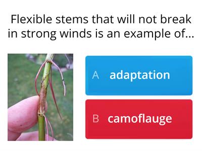 Adaptations Vocabulary