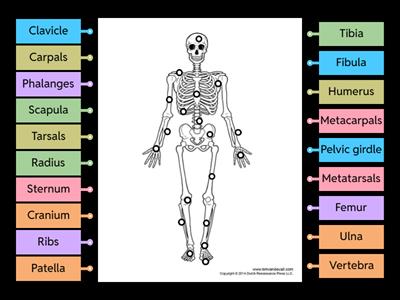 L3 Label the Skeleton
