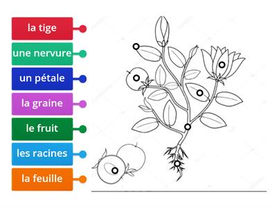 Étiquette les parties d'une plante