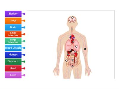 Revise Human Body Organs