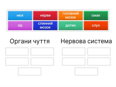 Як влаштована нервова система людини