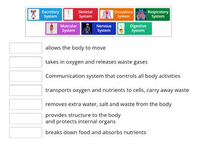 Human Body Systems