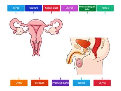 Reproductive System