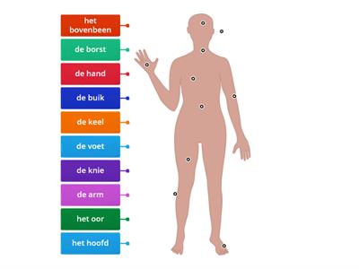 Delen van het lichaam